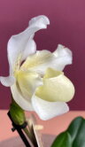 Орхидея Пафиопедилум Рози Давн 