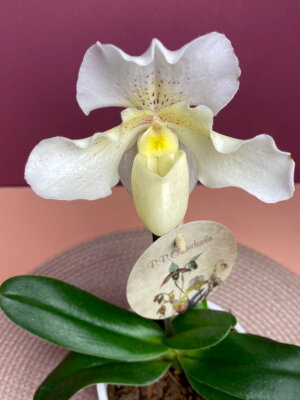 Орхидея Пафиопедилум Рози Давн