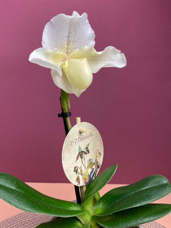 Орхидея Пафиопедилум Рози Давн 