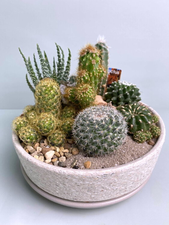 Композиция из кактусов в низкой плошке 