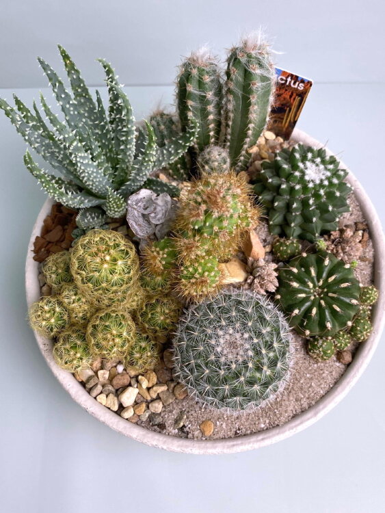 Композиция из кактусов в низкой плошке 