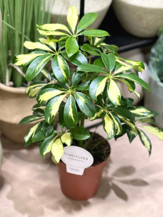 Шеффлера Герда ⌀12 40 см 