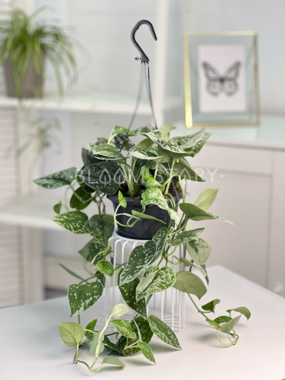 Сциндапсус Пиктус Сильвер Анна подвесной ⌀15 40 см 