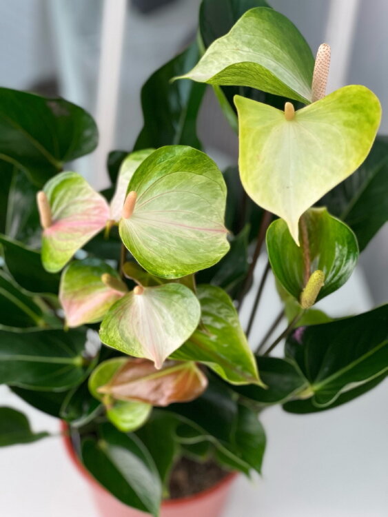 Антуриум Спринг ⌀17 60 см 