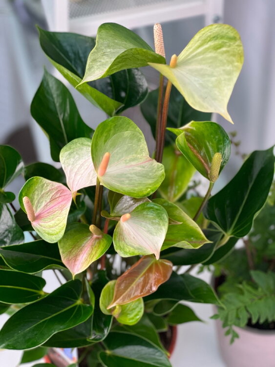 Антуриум Спринг ⌀17 60 см 