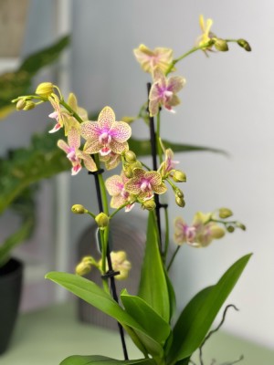Орхидея Фаленопсис Мультифлора Кусто ⌀9 45 см