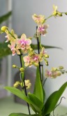 Орхидея Фаленопсис Мультифлора Кусто ⌀9 45 см 