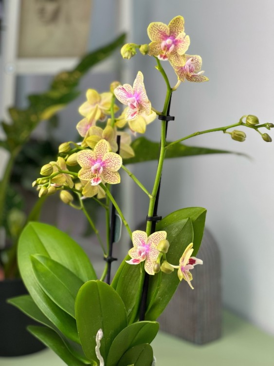 Орхидея Фаленопсис Мультифлора Кусто ⌀9 45 см 