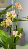 Орхидея Фаленопсис Мультифлора Кусто ⌀9 45 см 