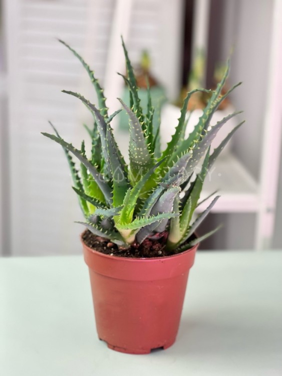 Алоэ Арборесценс Древовидное Столетник куст ⌀12 30 см 