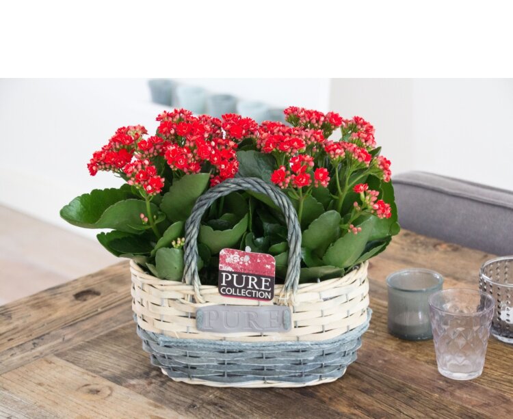 Корзина с цветущим каланхоэ  Корзина с цветущим каланхоэ