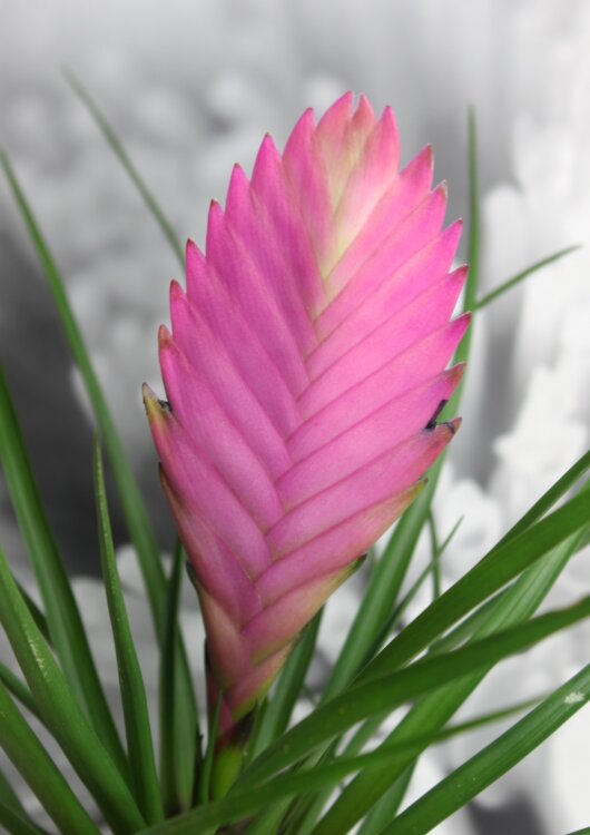 Тилландсия Анита ⌀9 30 см 