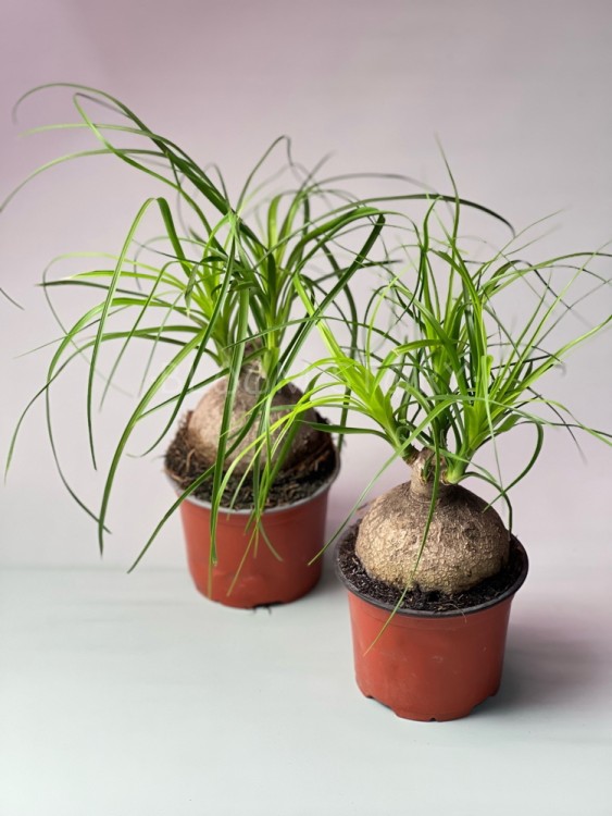 Нолина Рекурвата шар ⌀12 30 см 