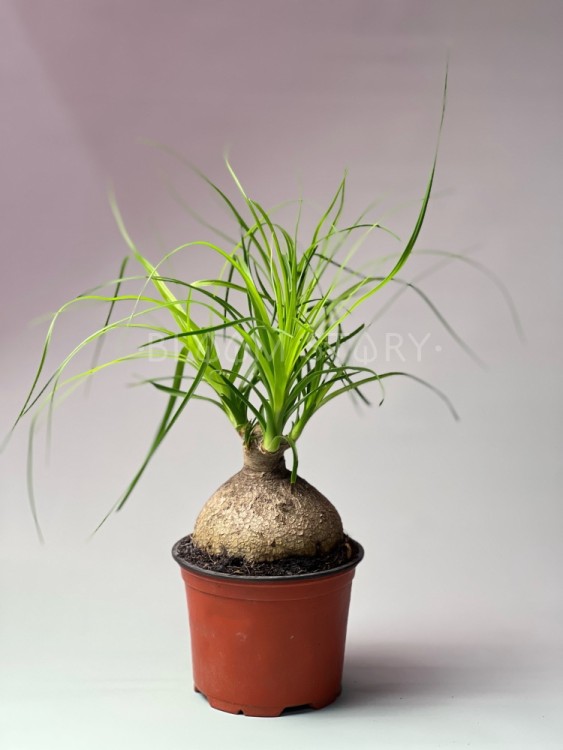 Нолина Рекурвата шар ⌀12 30 см 