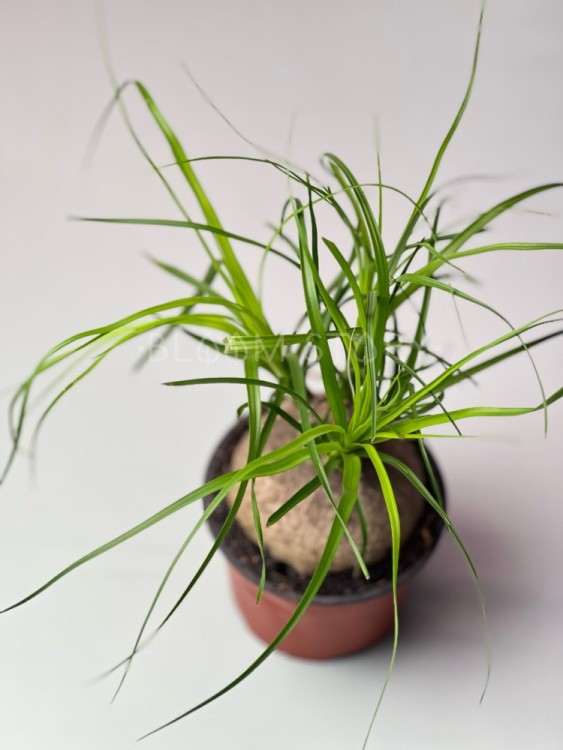 Нолина Рекурвата шар ⌀12 30 см 