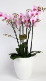 Орхидеи Фаленопсис розовые в керамике 6 ст 