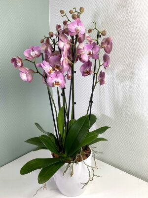 Композиция из трех розовых орхидей фаленопсис