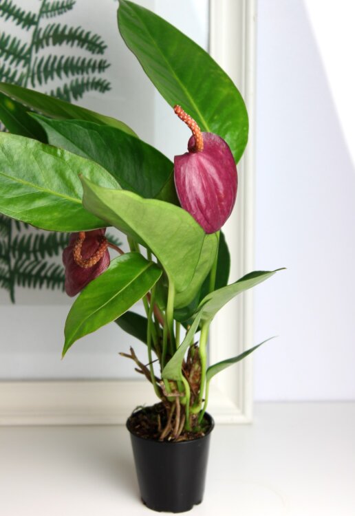 Антуриум Шерцера розовый ⌀7 20 см