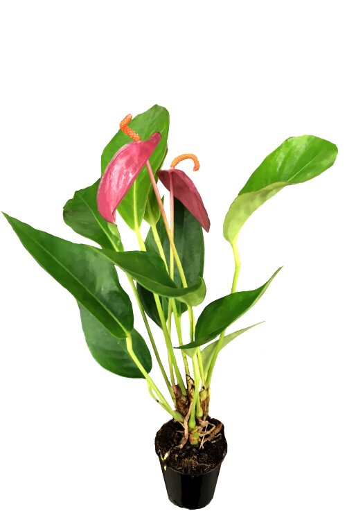 Антуриум Шерцера розовый ⌀7 20 см