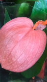 Антуриум Шерцера розовый ⌀7 20 см