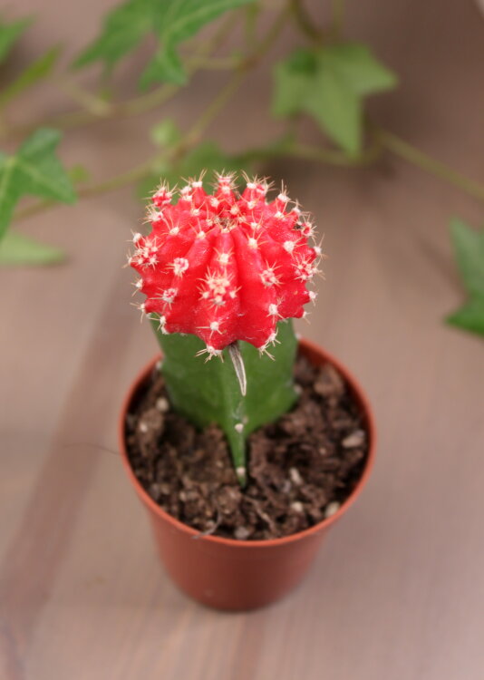 Гимнокалициум красный ⌀5 