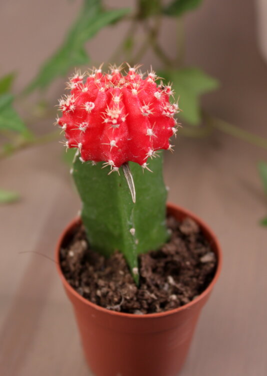 Гимнокалициум красный ⌀5 