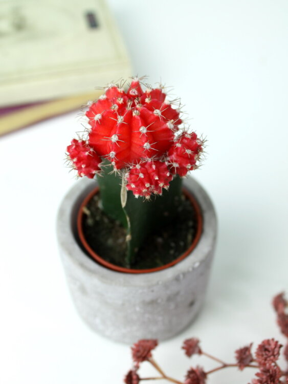 Гимнокалициум красный ⌀5 