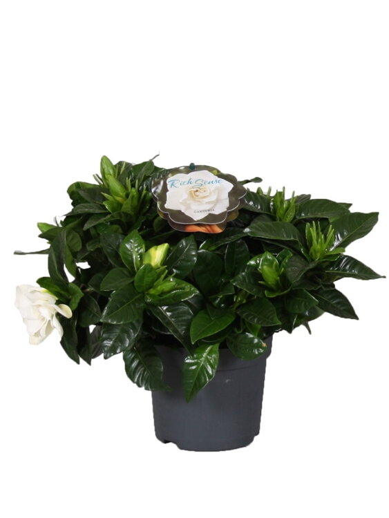 Гардения жасминовидная ⌀13 30 см 