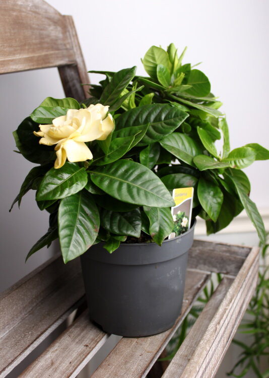 Гардения жасминовидная ⌀13 30 см 