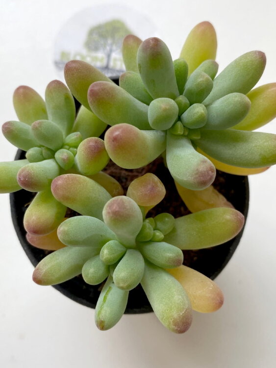 Седум Пахифиллюм ⌀7 