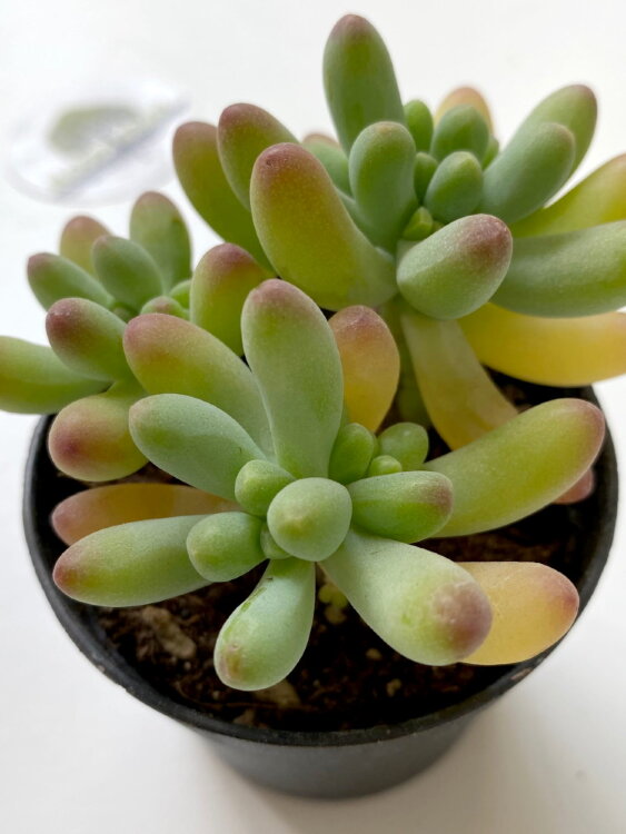 Седум Пахифиллюм ⌀7 