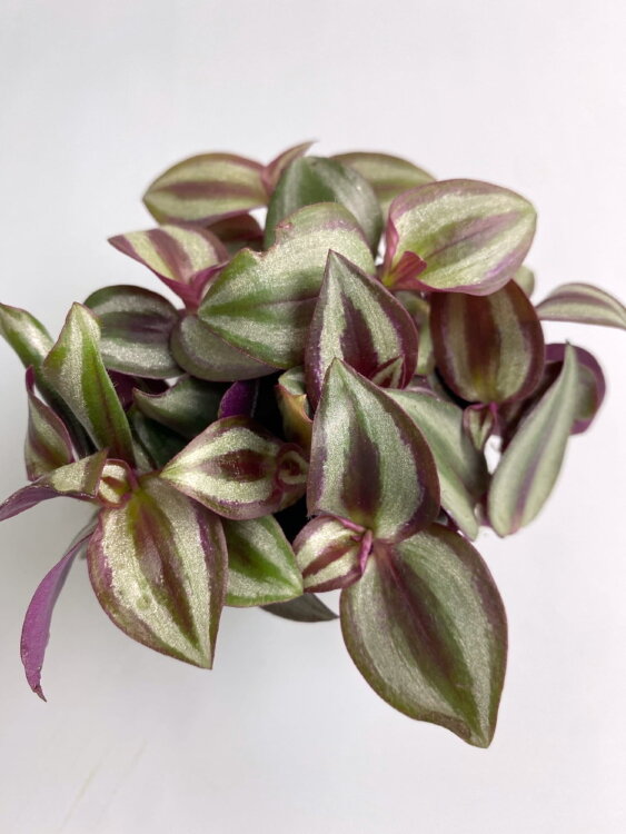 Традесканция Зебрина Пурпуза ⌀7 10 см 