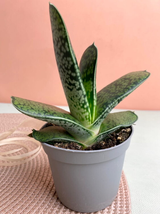 Гастерия Обликва 