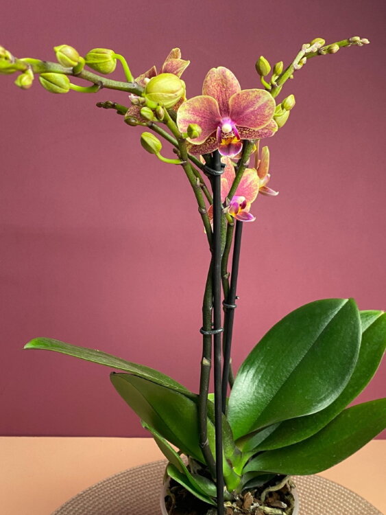 Орхидея Мультифлора Орандж Рембранд 