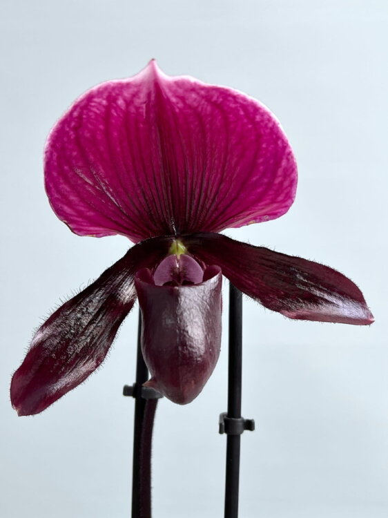Орхидея Пафиопедилум Виниколор 