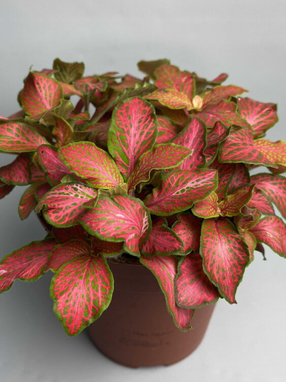 Фиттония красная Руби Лайм ⌀12  Фиттония красная Руби Лайм ⌀12