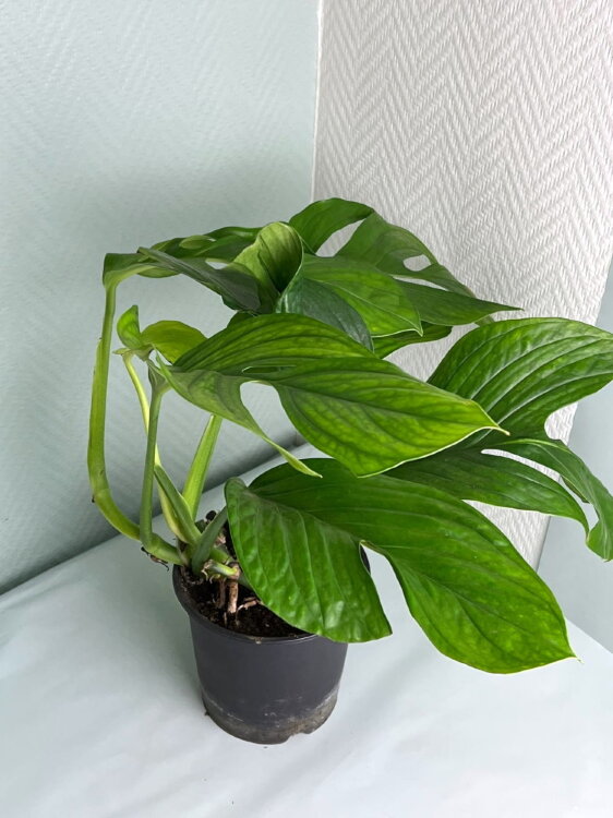 Монстера Пиннатипартита ⌀15 45 см 