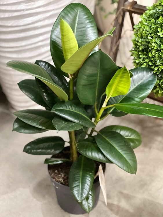 Фикус эластика Робуста 2 ствола ⌀17 50 см 