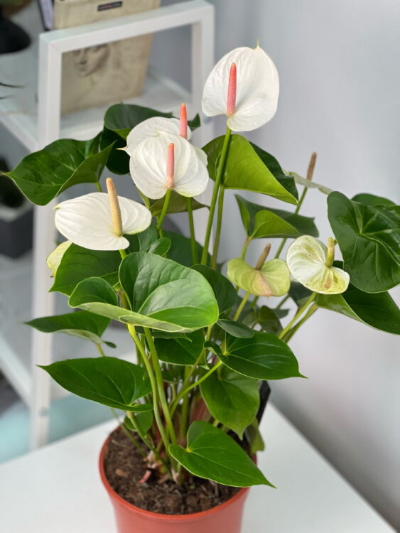 Антуриум белый Вайт Лав ⌀17 60 см  Антуриум белый Вайт Лав ⌀17 60 см