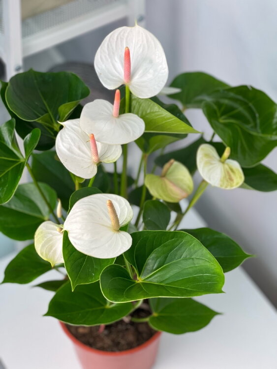 Антуриум белый Вайт Лав ⌀17 60 см  Антуриум белый Вайт Лав ⌀17 60 см