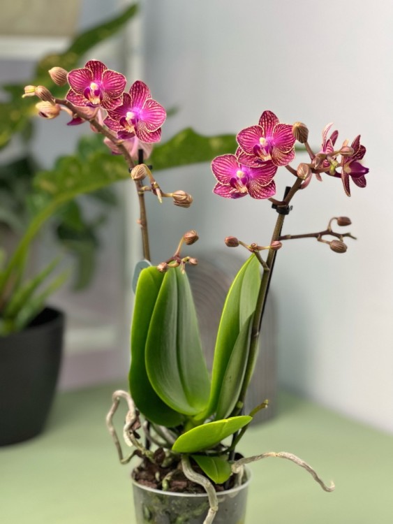 Орхидея Фаленопсис Лола ⌀9 40 см 