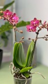 Орхидея Фаленопсис Лола ⌀9 40 см 