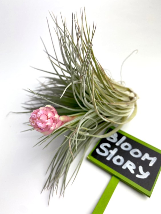 Тилландсия Коттон Кэнди цветущая 