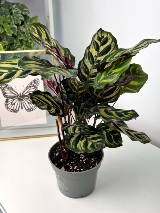 Калатея Макояна ⌀10 25 см 