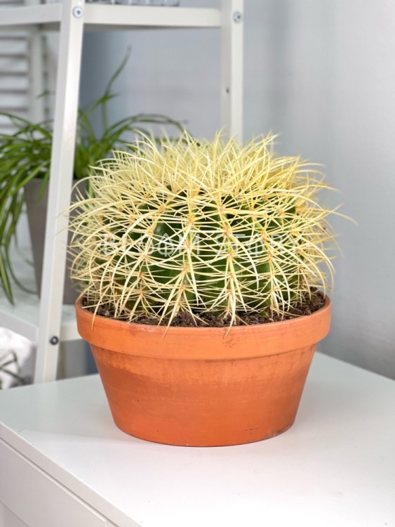 Эхинокактус Грузони в керамике ⌀25 