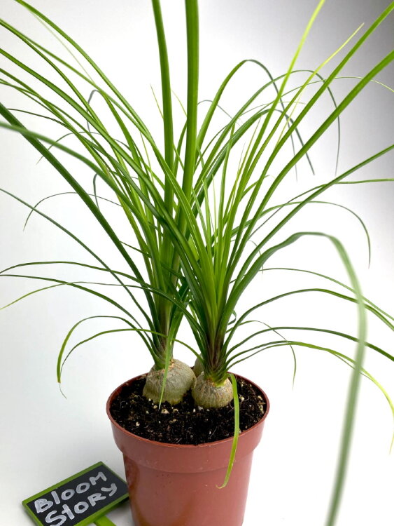 Нолина луковицы ⌀12 30 см 