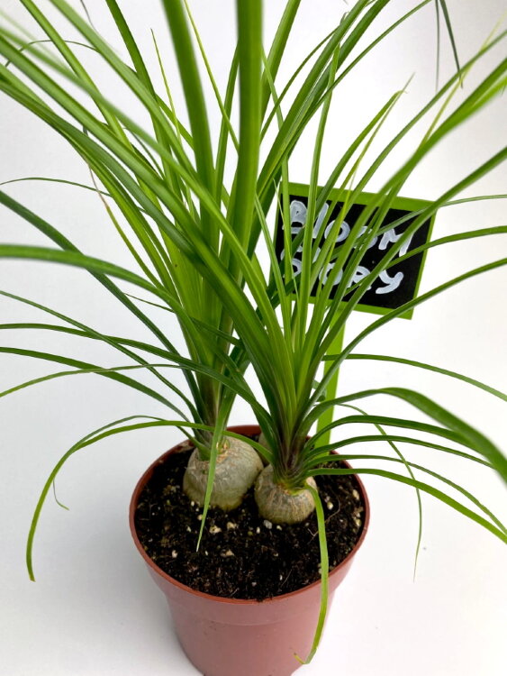 Нолина луковицы ⌀12 30 см 