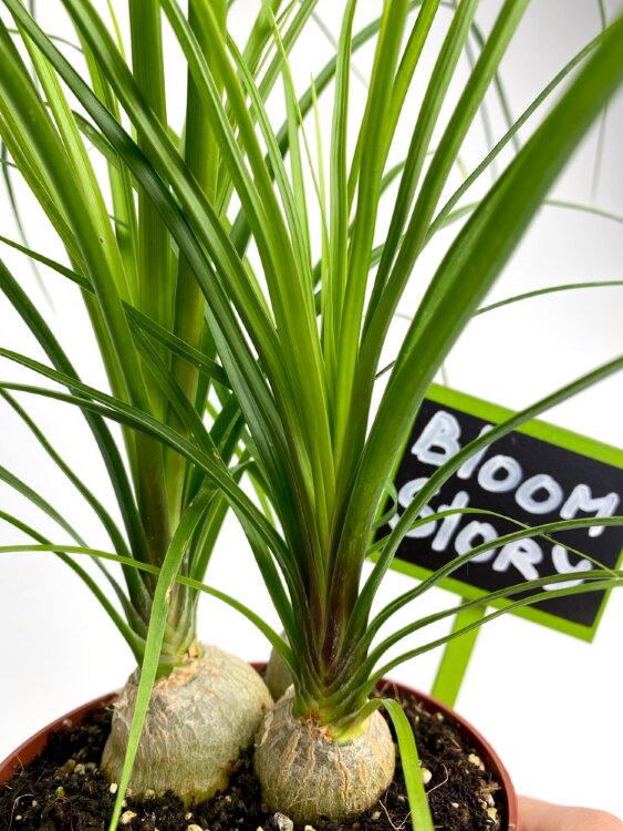 Нолина луковицы ⌀12 30 см 