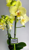 Орхидея Фаленопсис лимонная Алассио 2 ст 