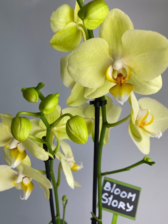 Орхидея Фаленопсис лимонная Алассио 2 ст 